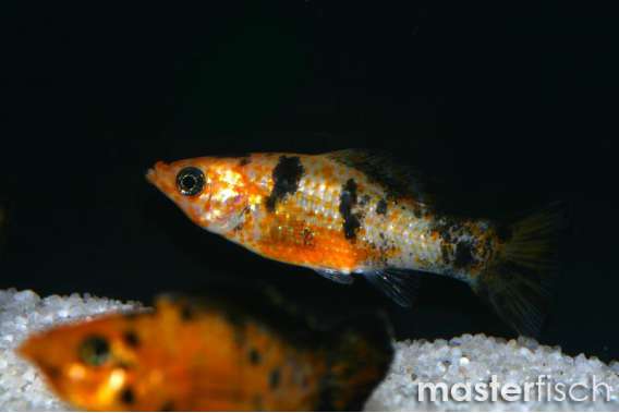 Red Leopard Molly