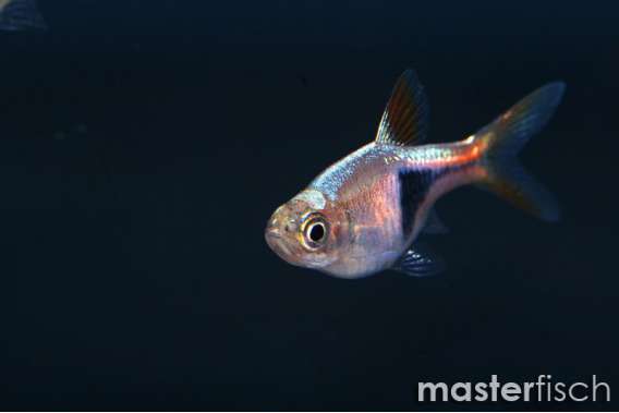 Harlequin Rasbora