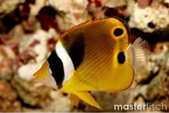 Raccoon Butterflyfish