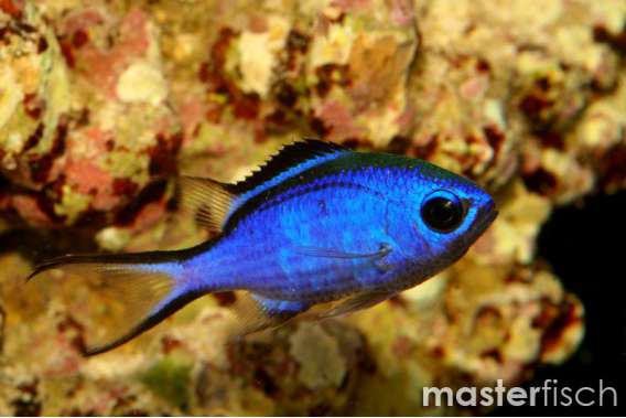 Blue chromis
