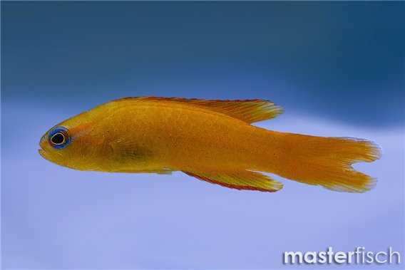 Yellow devilfish