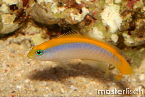Sunrise dottyback
