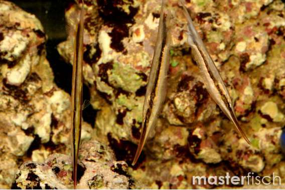 Common Shrimpfish