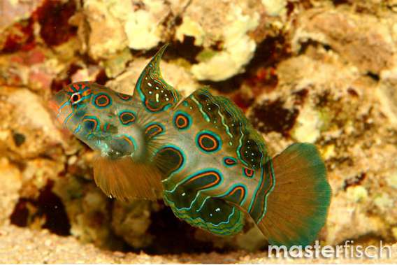 Psychedelic Dragonet
