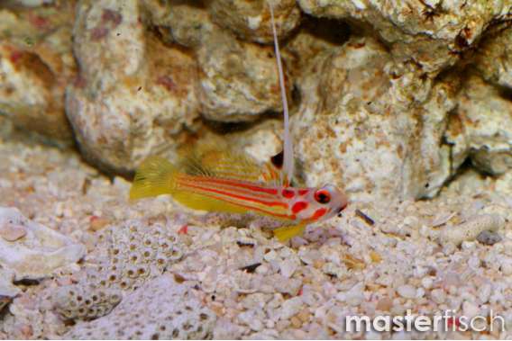 Orange Yasha Hase Shrimp