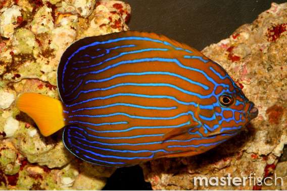 Bluestriped angelfish