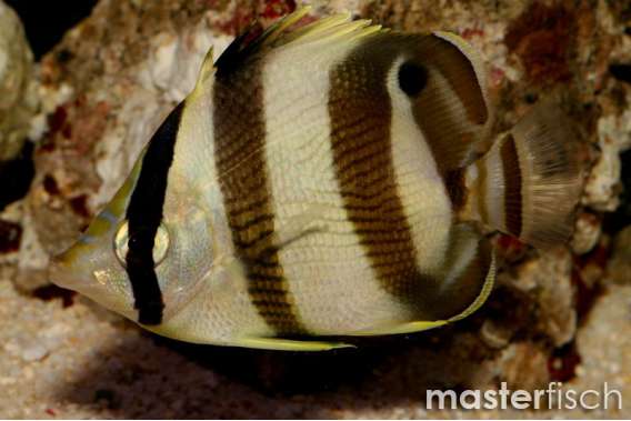 Banded butterflyfish