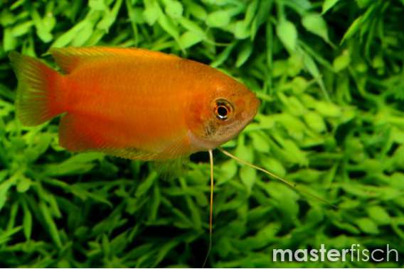 Yellow Honey Gourami