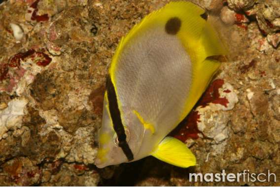Spot-Tail Butterflyfish