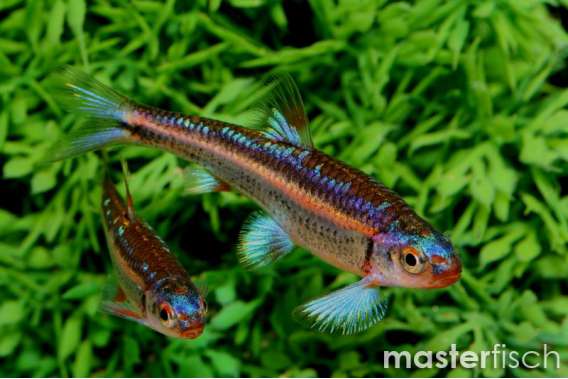 Rainbow shiner