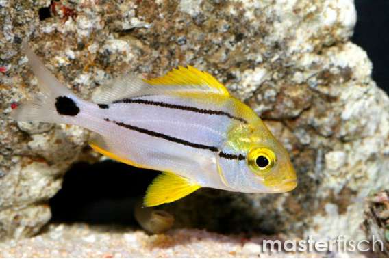Porkfish