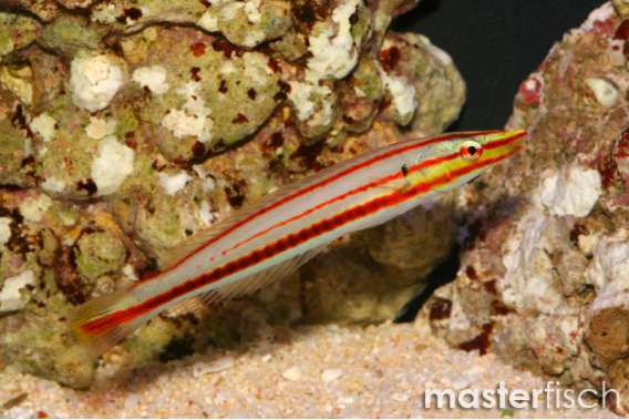 Ringed Wrasse