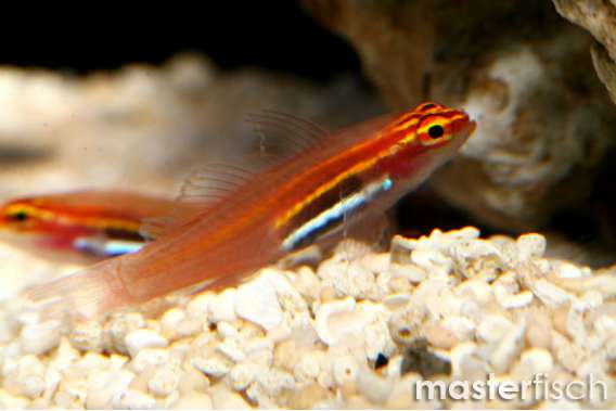 Pygmy Orange Goby