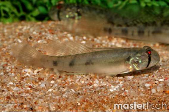 Sharptail goby