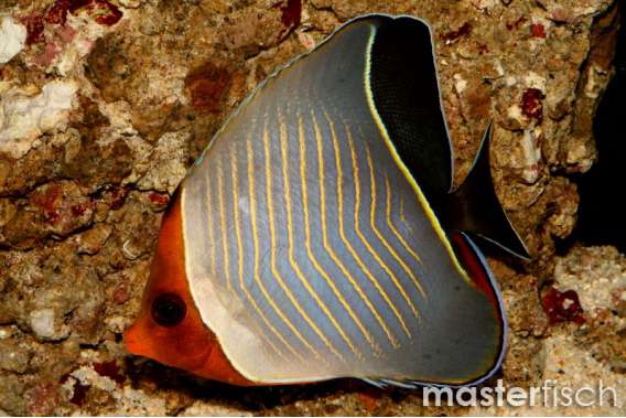 Hooded butterflyfish