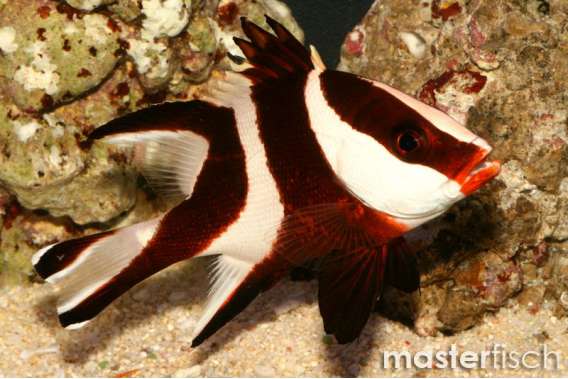 Emperor Snapper