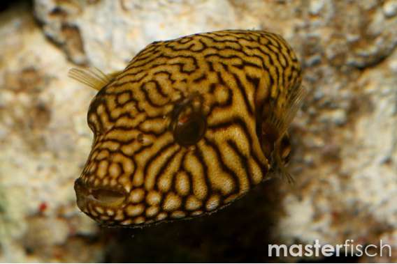 Map Puffer
