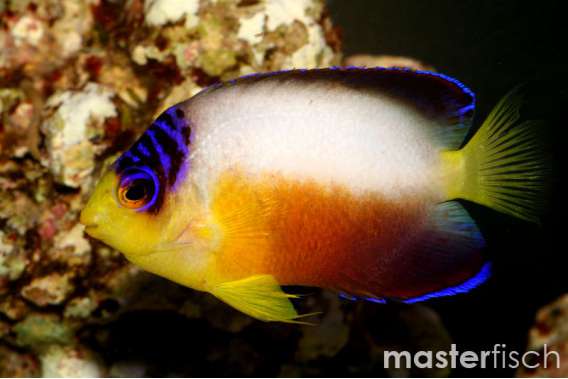 Multicolor angelfish