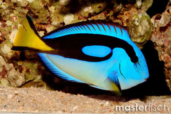 Blue Tang Indian Ocean