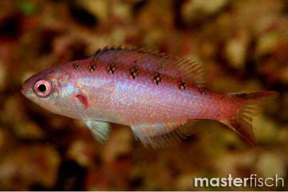 Creole wrasse