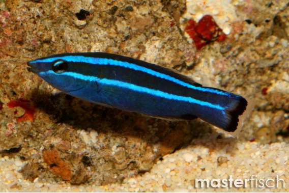 Fourline wrasse