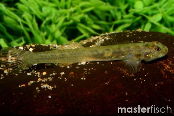 Lentipes multiradiatus