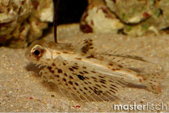 Commonhelmet Gurnard