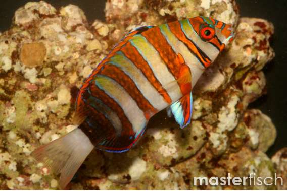 Harlequin tuskfish