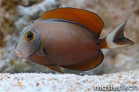 Cuvier's Surgeonfish