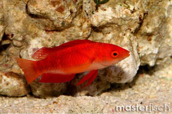 Red-Finned Fairywrasse