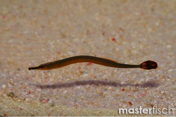 Bluestripe pipefish