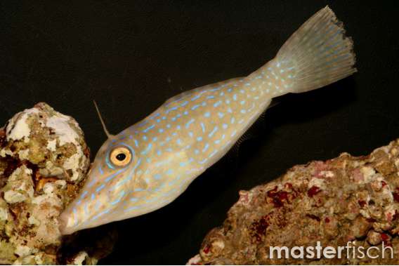 Scribbled Filefish
