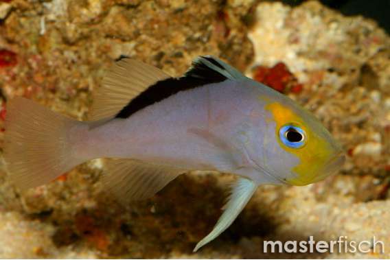 Yellowfin soapfish