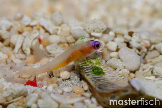 Redeye goby
