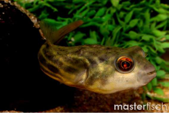 globe fish