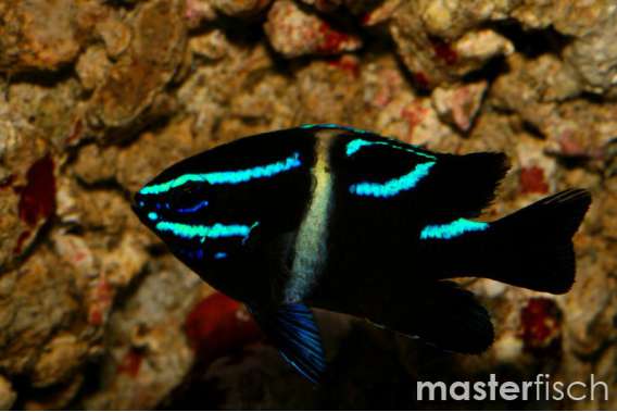 Bluestreak damselfish
