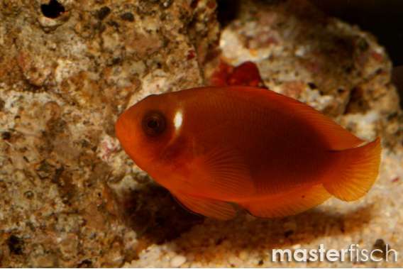 Saddle Clownfish (bred)