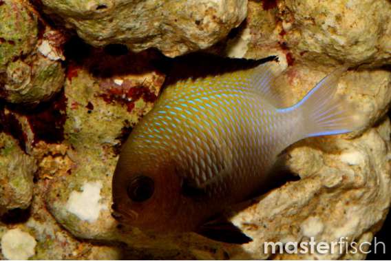 Marginate dascyllus