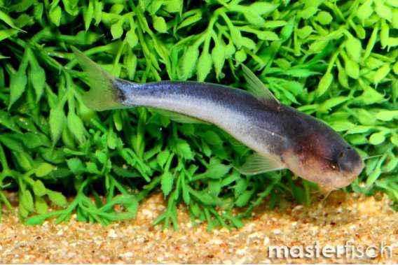 Blue Whale Catfish