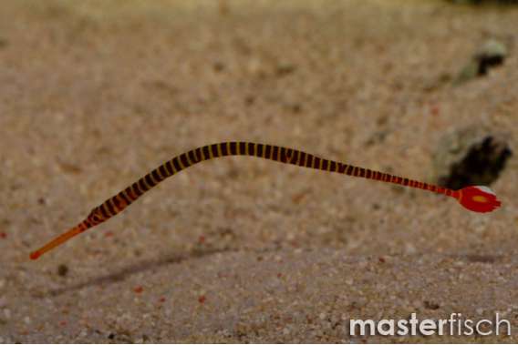 Red Banded Pipefish