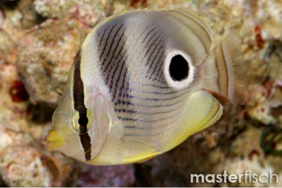 Foureye butterflyfish