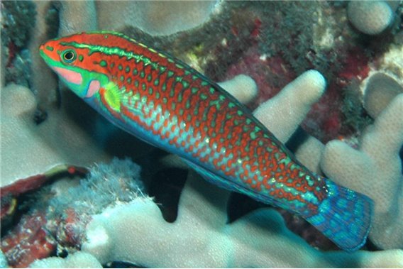 Ornamented wrasse