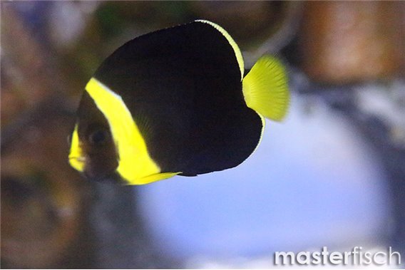 Blueface Angelfish (bred)