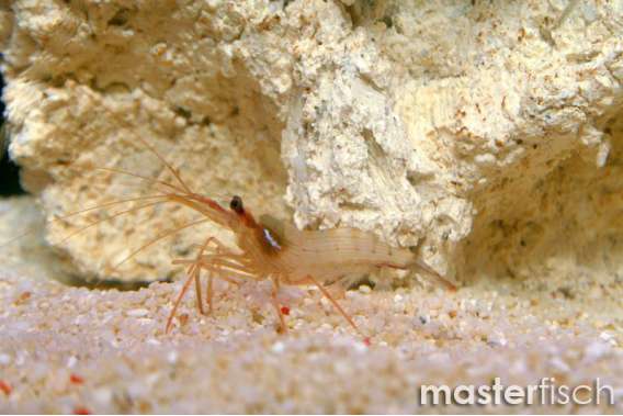 Peppermint shrimp