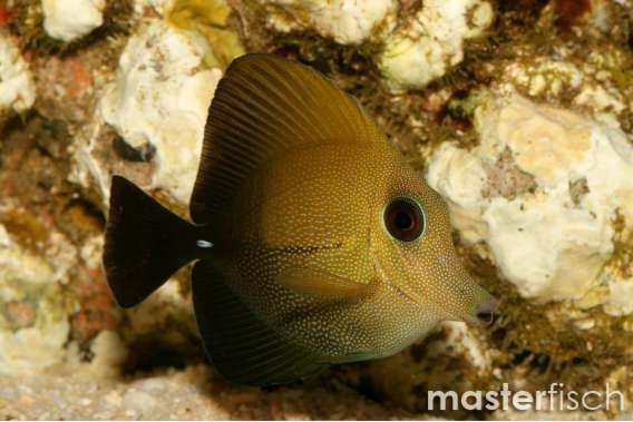 Brown Sailfintang Adult