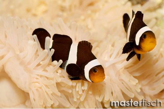 Black and white clownfish (bred)