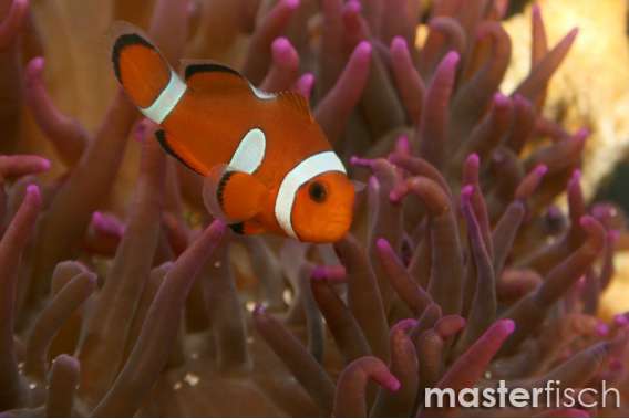 Misbar Clown Anemonefish (bred)