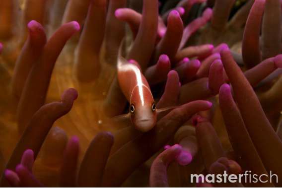 Pink skunk Anemonefish
