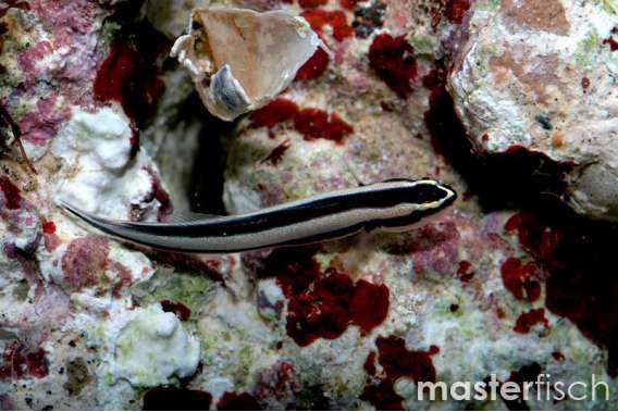 Sharknose goby