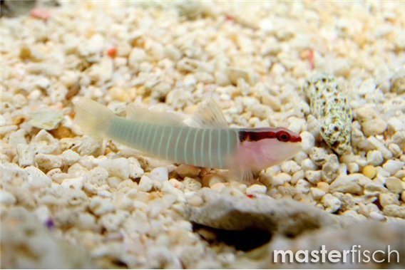 Greenbanded goby